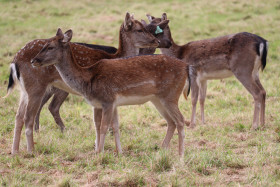 Deers in Phoenix Park in Dublin