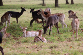 Deers in Phoenix Park in Dublin