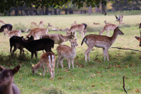 Deers in Phoenix Park in Dublin