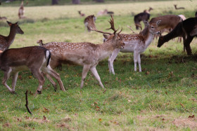 Deers in Phoenix Park in Dublin