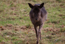 Deers in Phoenix Park in Dublin