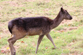 Deers in Phoenix Park in Dublin