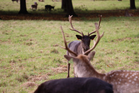 Deers in Phoenix Park in Dublin