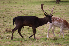 Deers in Phoenix Park in Dublin