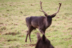 Deers in Phoenix Park in Dublin