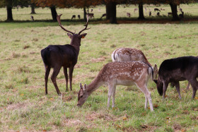 Deers in Phoenix Park in Dublin