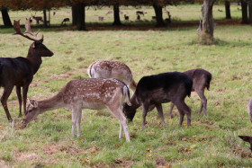 Deers in Phoenix Park in Dublin