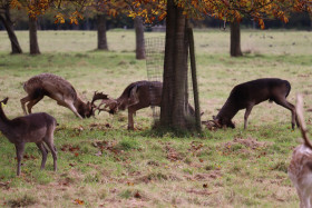 Deers in Phoenix Park in Dublin