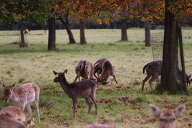 Deers in Phoenix Park in Dublin