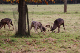 Deers in Phoenix Park in Dublin