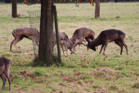 Deers in Phoenix Park in Dublin