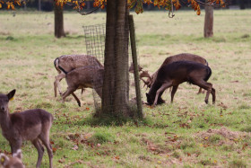 Deers in Phoenix Park in Dublin