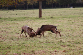 Deers in Phoenix Park in Dublin