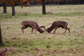 Deers in Phoenix Park in Dublin