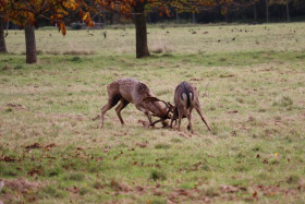 Deers in Phoenix Park in Dublin