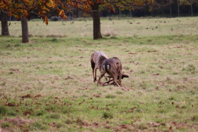 Deers in Phoenix Park in Dublin