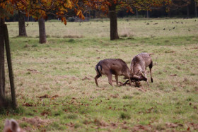 Deers in Phoenix Park in Dublin