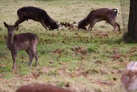 Deers in Phoenix Park in Dublin