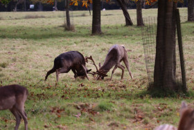 Deers in Phoenix Park in Dublin