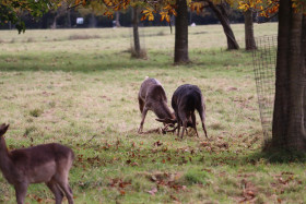 Deers in Phoenix Park in Dublin