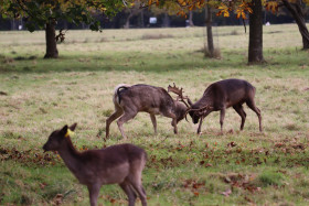 Deers in Phoenix Park in Dublin