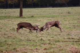 Deers in Phoenix Park in Dublin