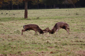 Deers in Phoenix Park in Dublin