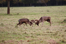 Deers in Phoenix Park in Dublin