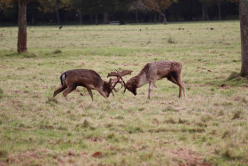 Deers in Phoenix Park in Dublin