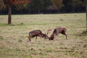 Deers in Phoenix Park in Dublin