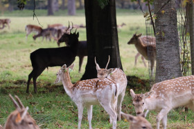 Deers in Phoenix Park in Dublin