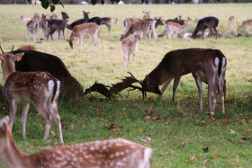 Deers in Phoenix Park in Dublin