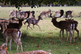 Deers in Phoenix Park in Dublin