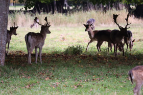 Deers in Phoenix Park in Dublin