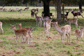 Deers in Phoenix Park in Dublin