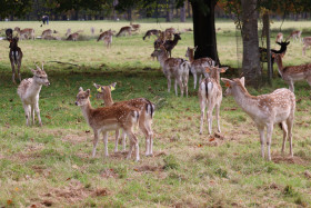 Deers in Phoenix Park in Dublin