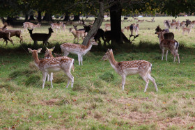 Deers in Phoenix Park in Dublin