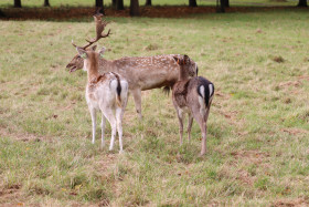 Deers in Phoenix Park in Dublin