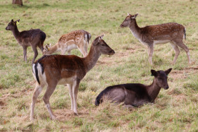 Deers in Phoenix Park in Dublin