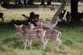 Deers in Phoenix Park in Dublin