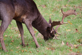 Deers in Phoenix Park in Dublin