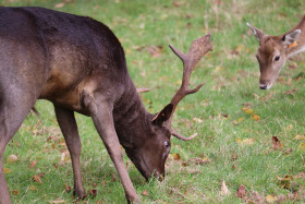 Deers in Phoenix Park in Dublin