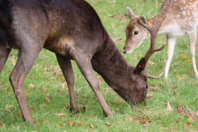 Deers in Phoenix Park in Dublin