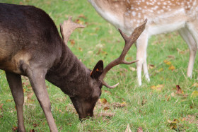 Deers in Phoenix Park in Dublin