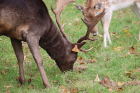 Deers in Phoenix Park in Dublin