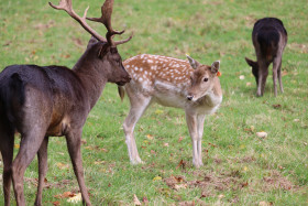 Deers in Phoenix Park in Dublin