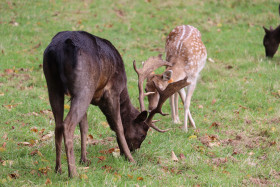 Deers in Phoenix Park in Dublin