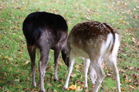 Deers in Phoenix Park in Dublin