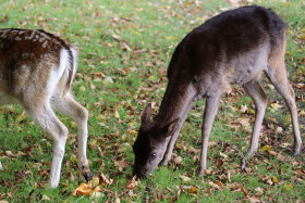 Deers in Phoenix Park in Dublin