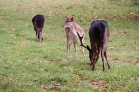 Deers in Phoenix Park in Dublin